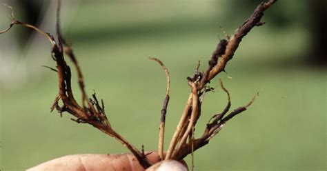 家裡植物枯萎|植物為什麼死掉？7種原因不能不知，澆水過量不是好。